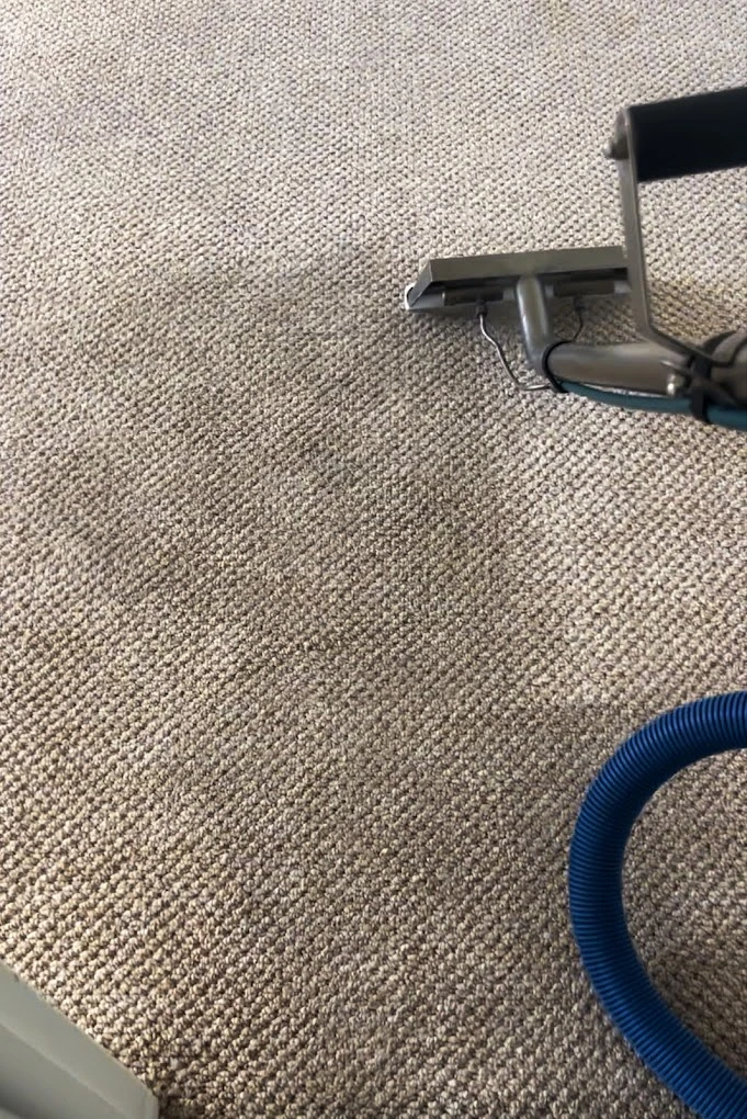 Steam extraction wand leaving a clean stripe across soiled grey carpet